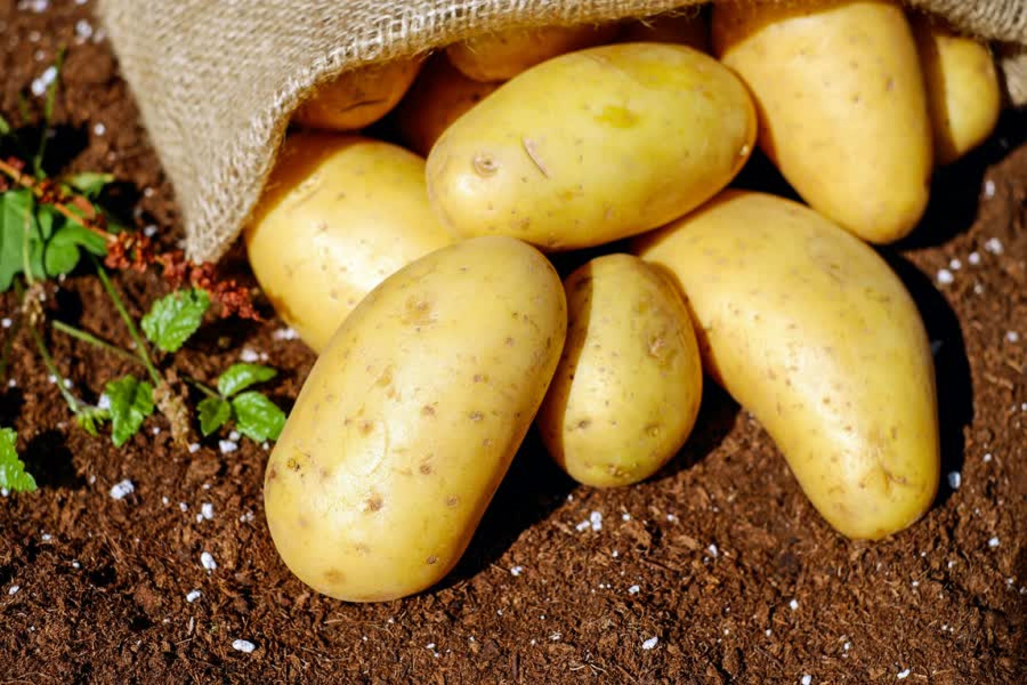 Aardappelen fb2f92ff38248eef9b5b93219c043a30