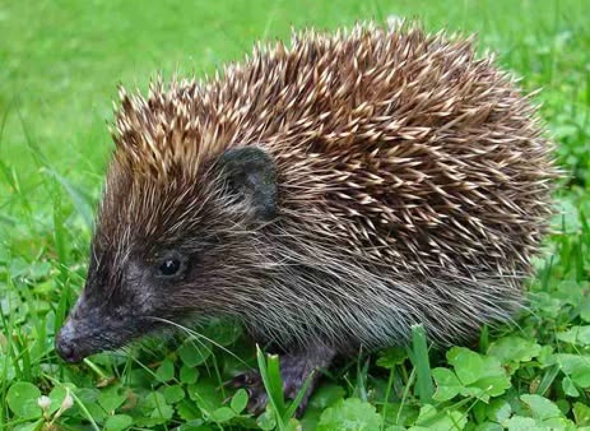 Dieren 825268496_1089803253797454_43269918478280262_n