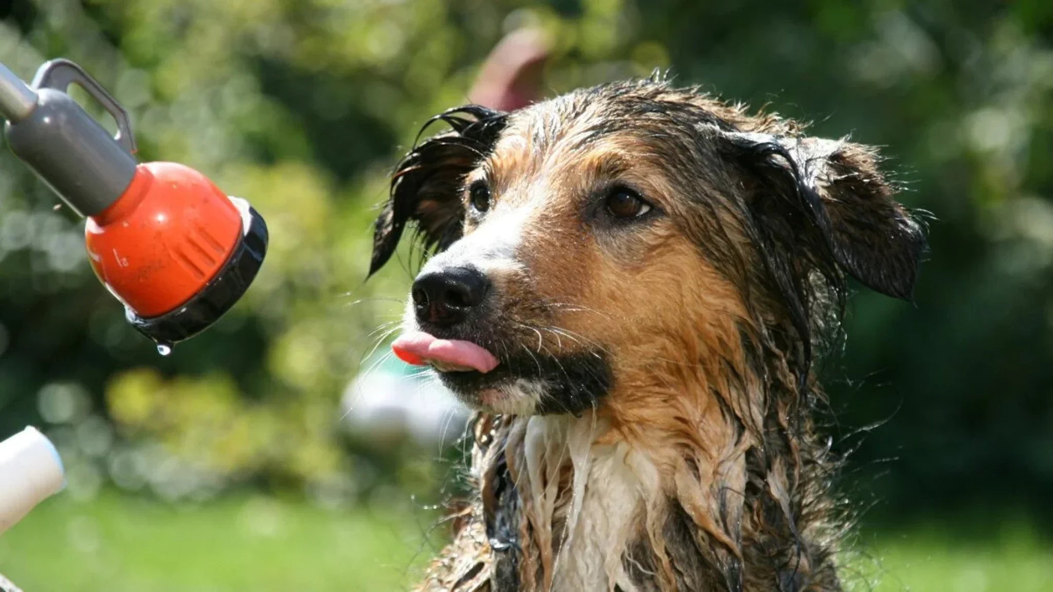 Dieren