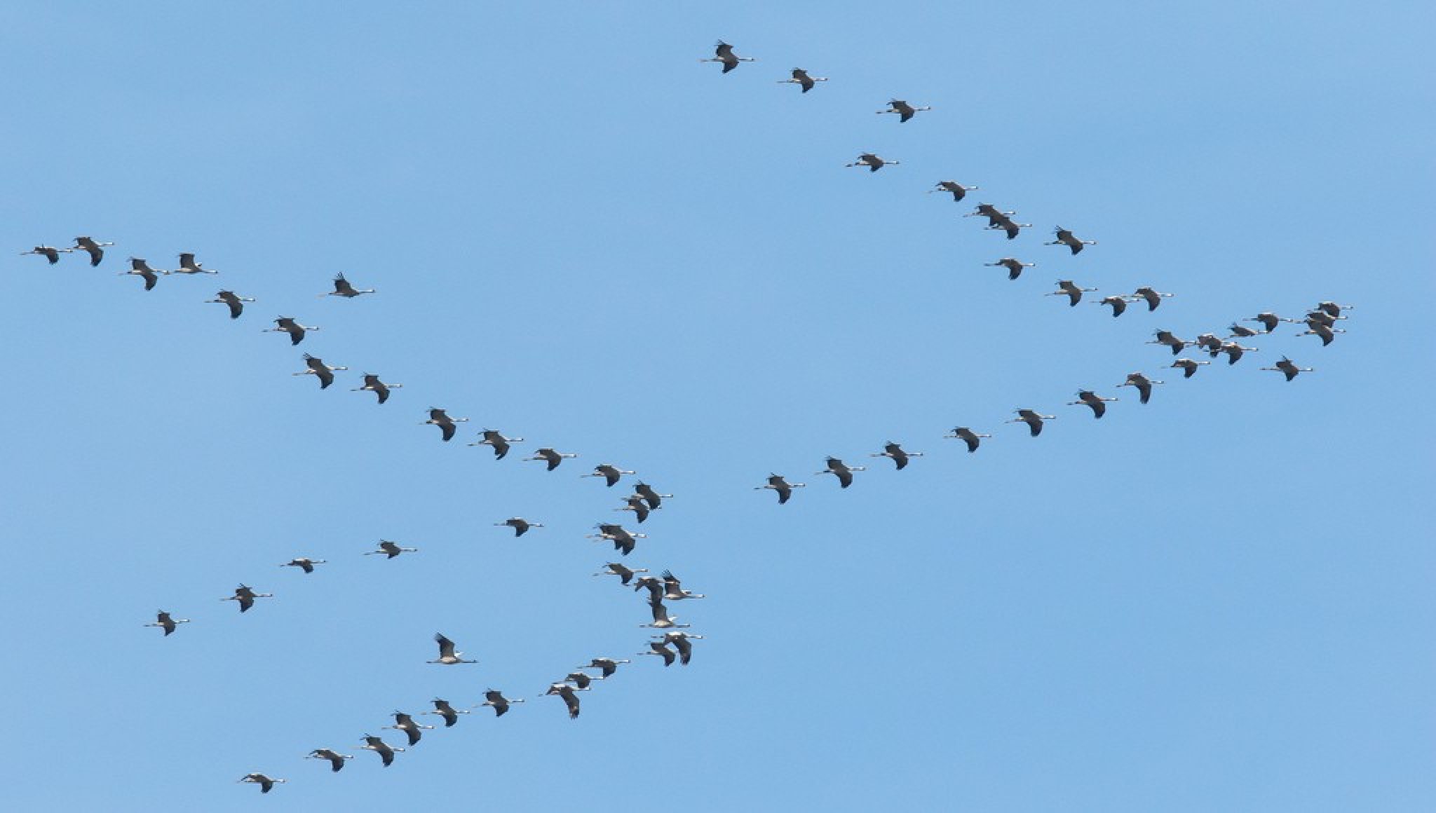 Kraanvogeltrek