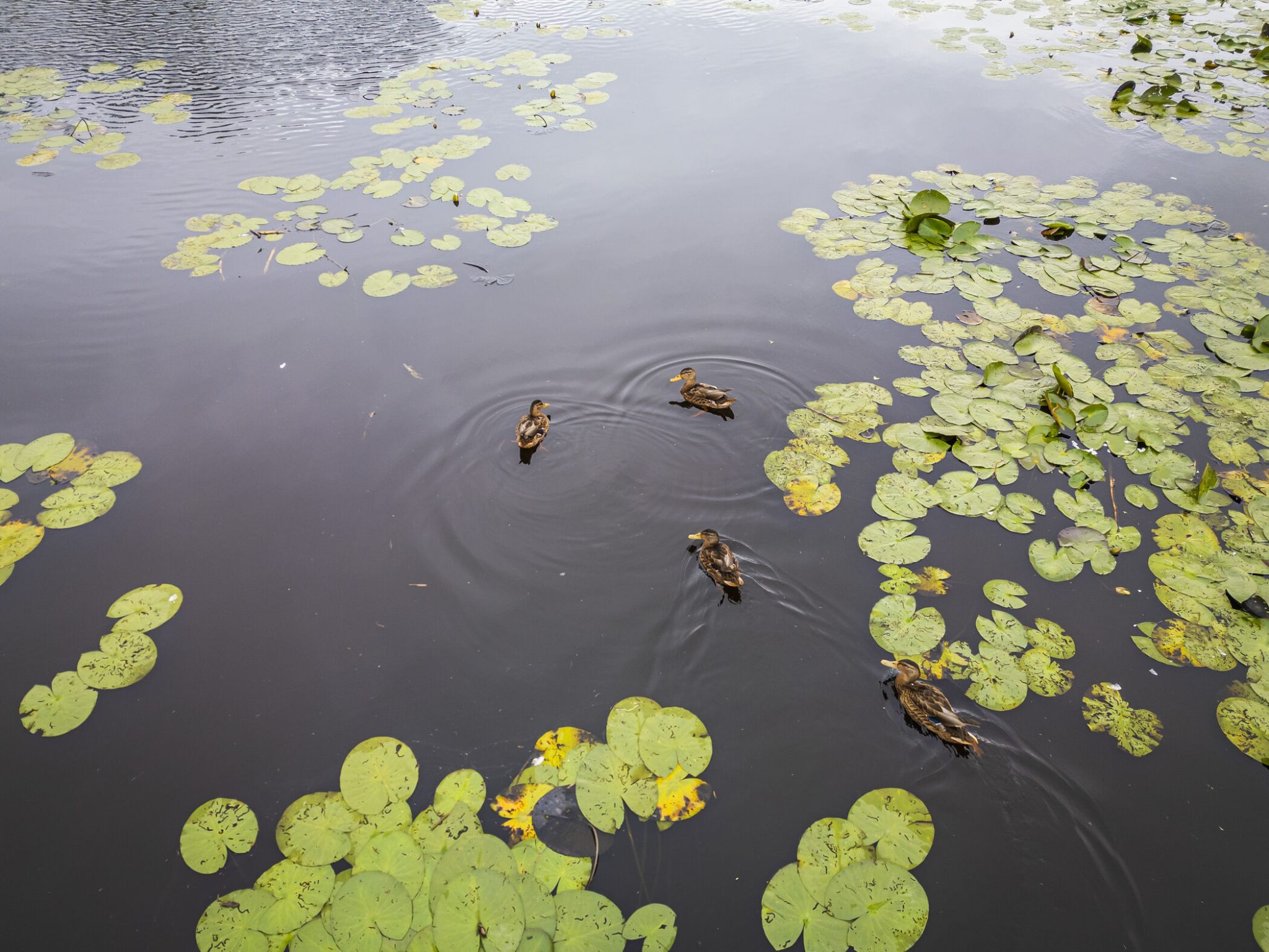 Waterschap 0e084e77-ccc7-4c15-b7d4-b6bbc2c9de2f