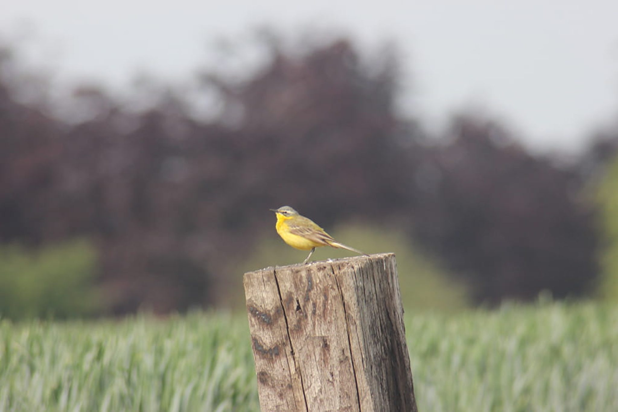 vogelwandeling-min